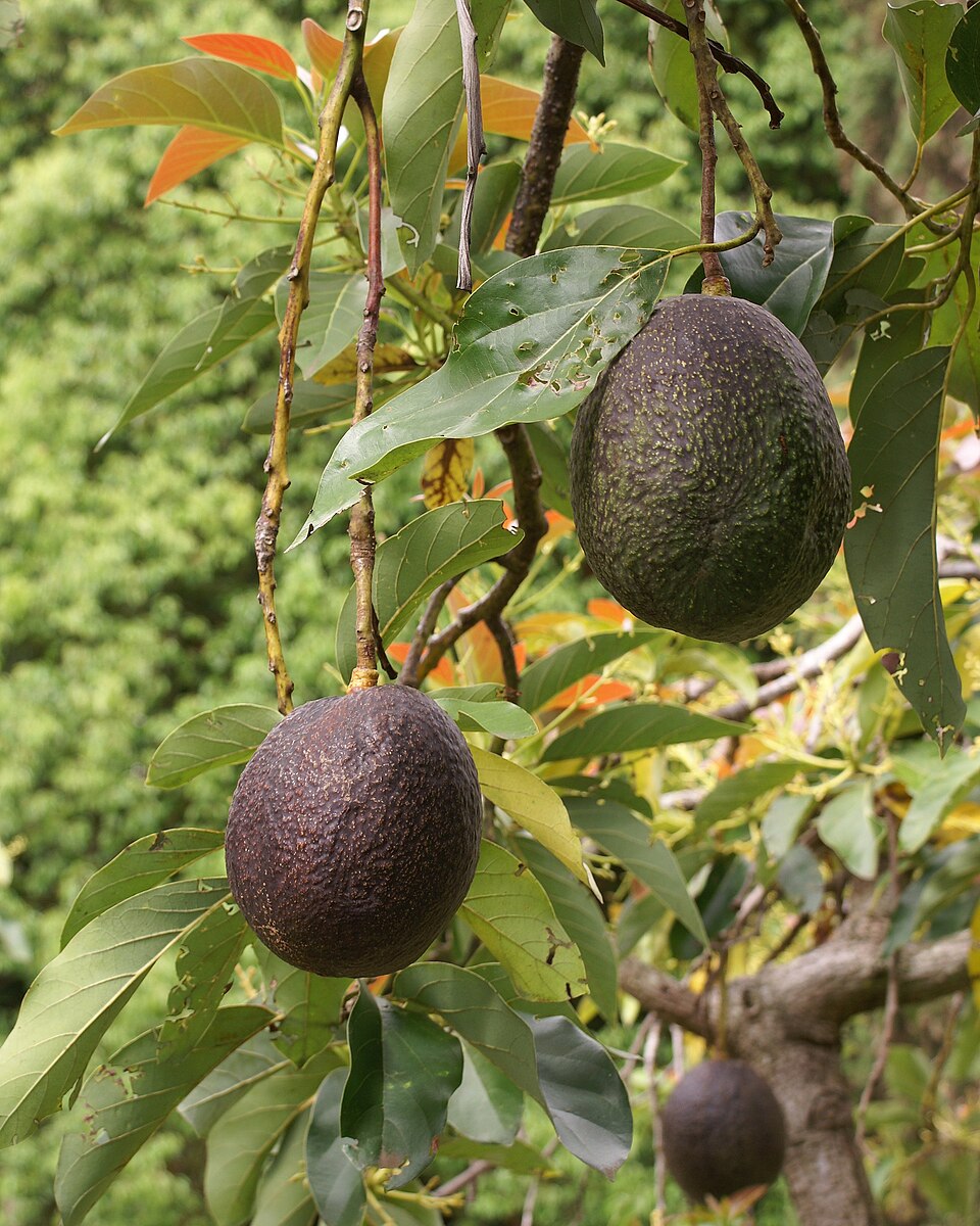 avocado