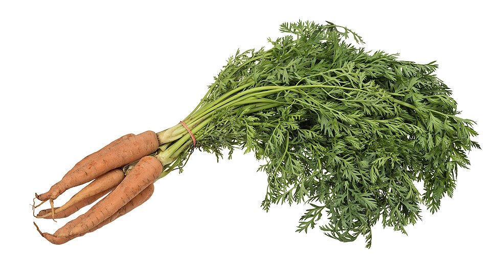carrot