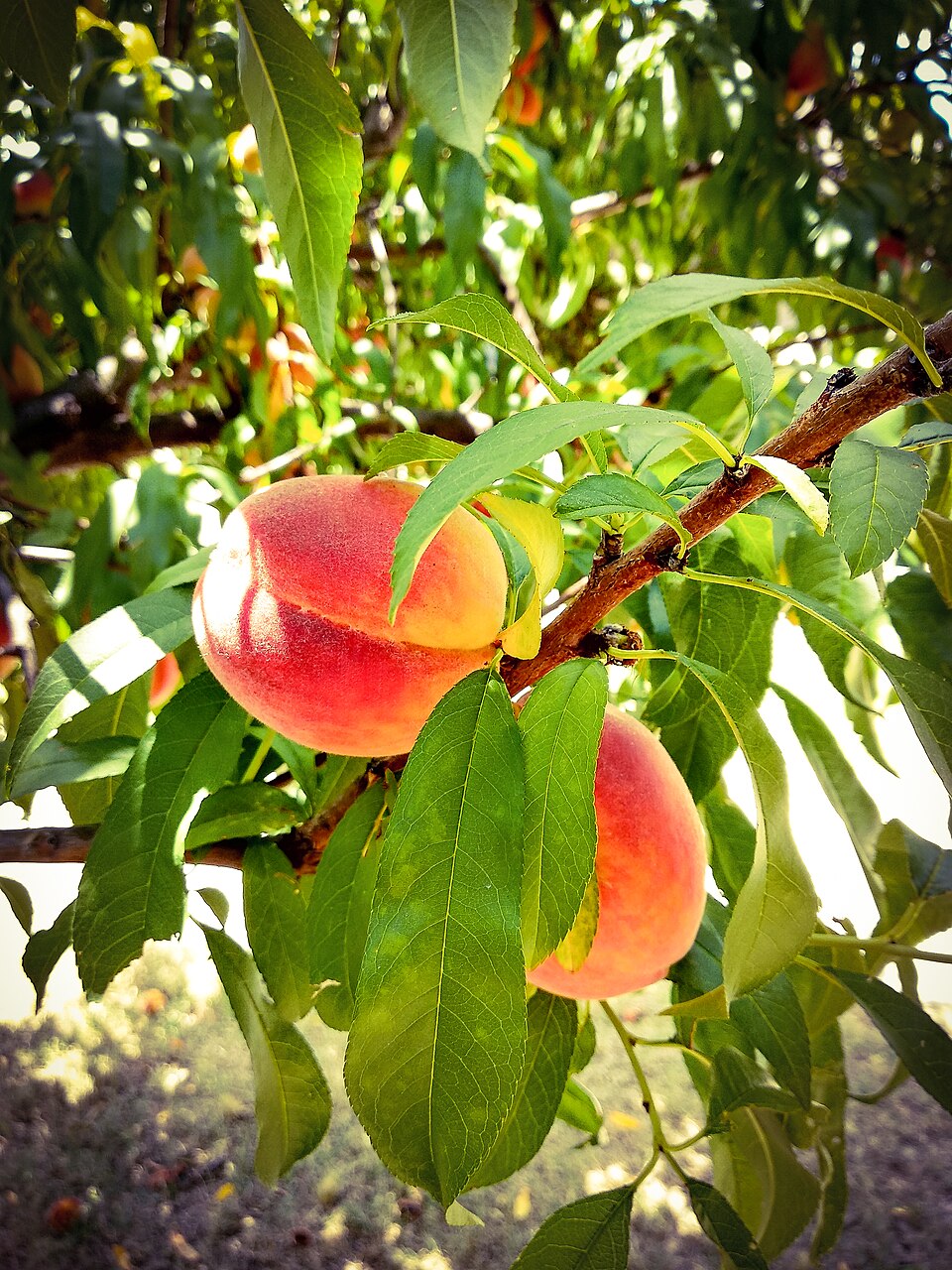 peach