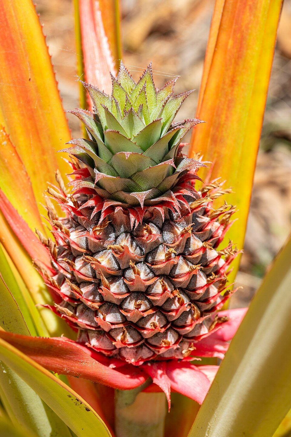 pineapple
