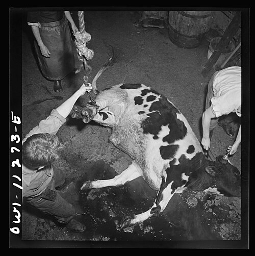 abattoir