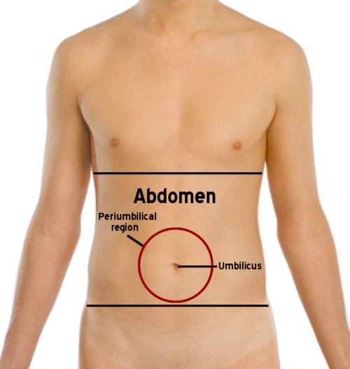 abdomen