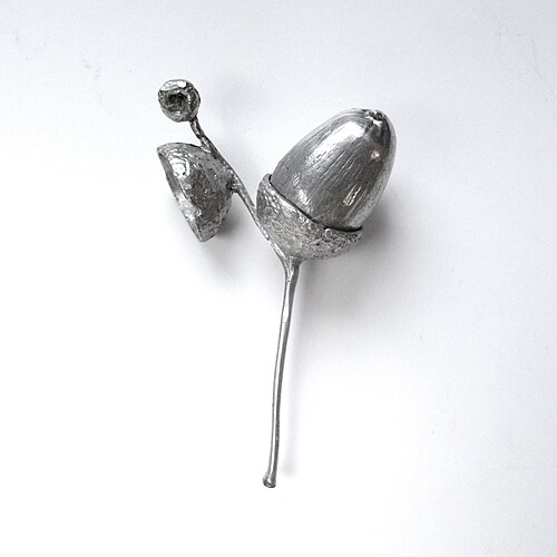 acorn cup