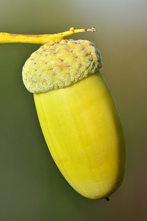 acorn