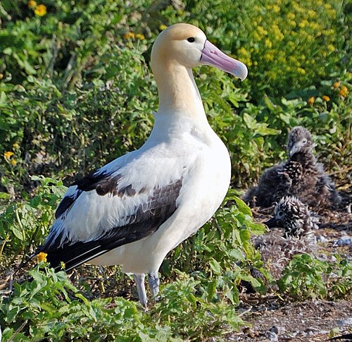albatross