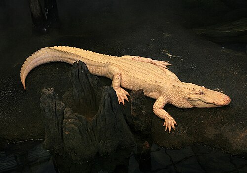 albino