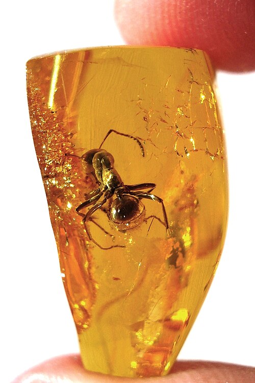 Hard, clear, golden-orange resin from ancient trees, the kind museums keep with an insect caught inside it.