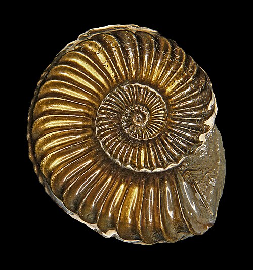 ammonite