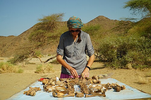 anthropologist