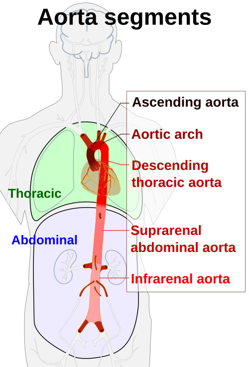 aorta
