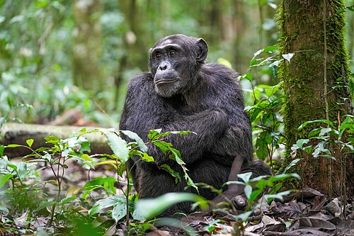 ape