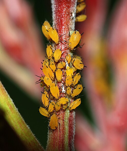 aphid
