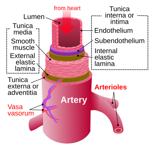 artery