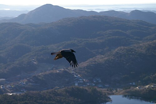 as the crow flies
