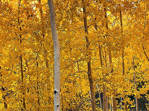aspen
