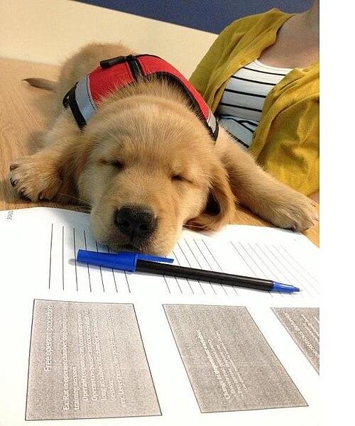 assistance dog