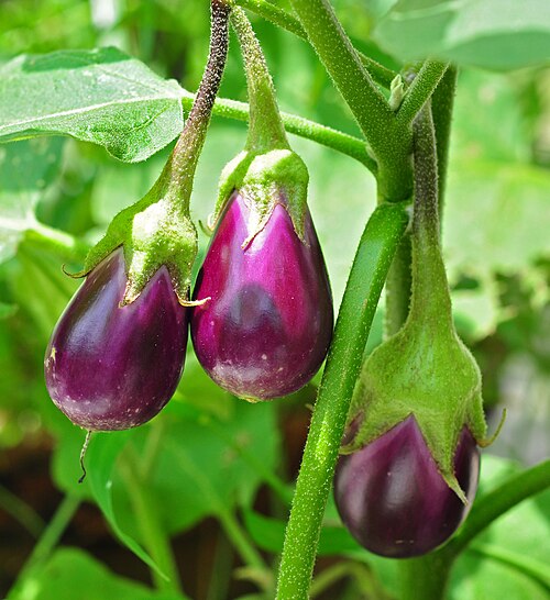 aubergine