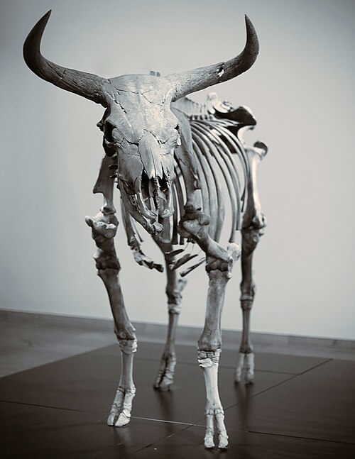 aurochs