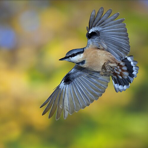 avian