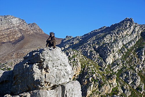 baboon