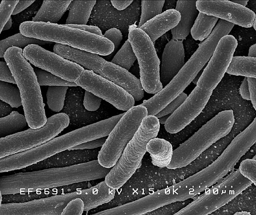 bacterium