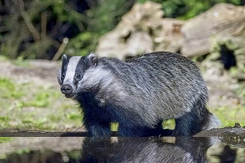 badger