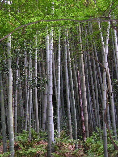 bamboo