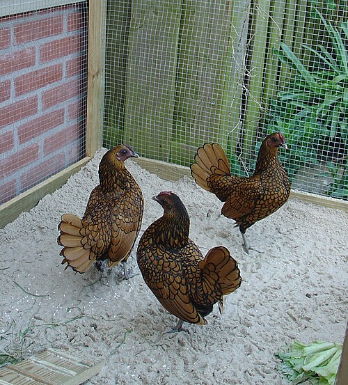 bantam