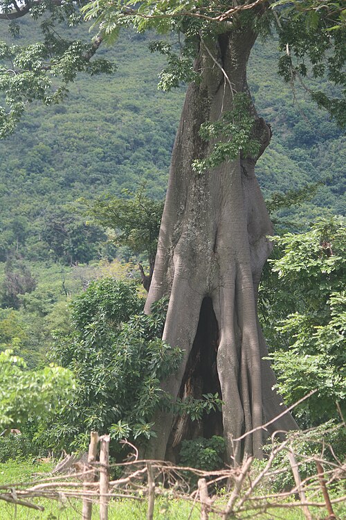 baobab
