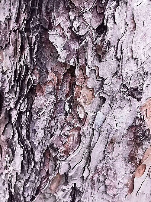 bark