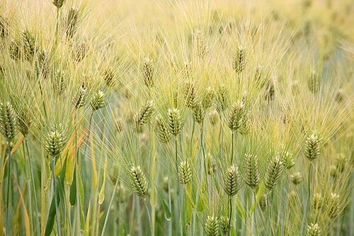 barley