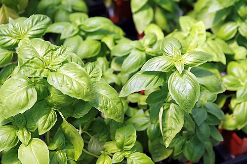 basil