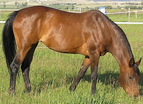 A reddish-brown horse with a black mane and tail.