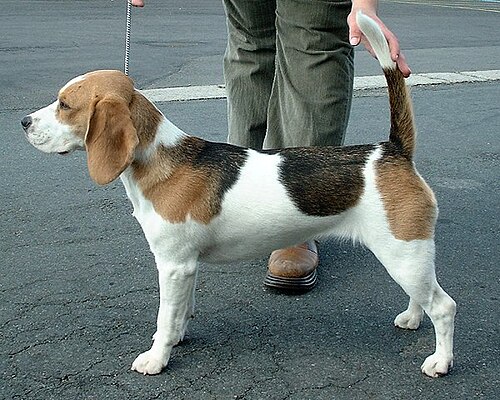 beagle