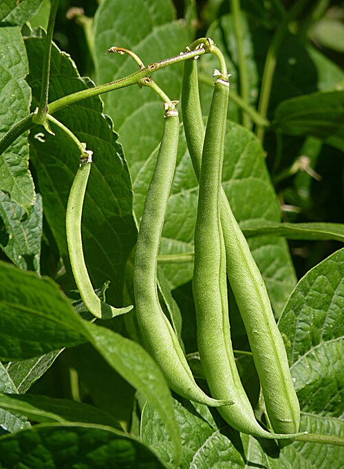beans