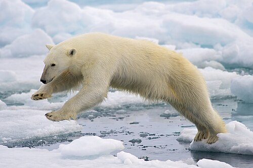 bear