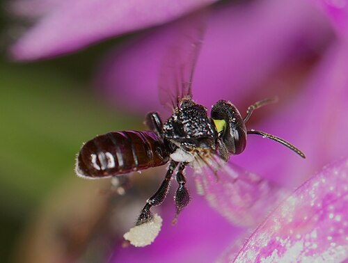 bee