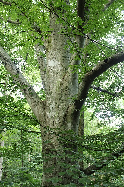 beech