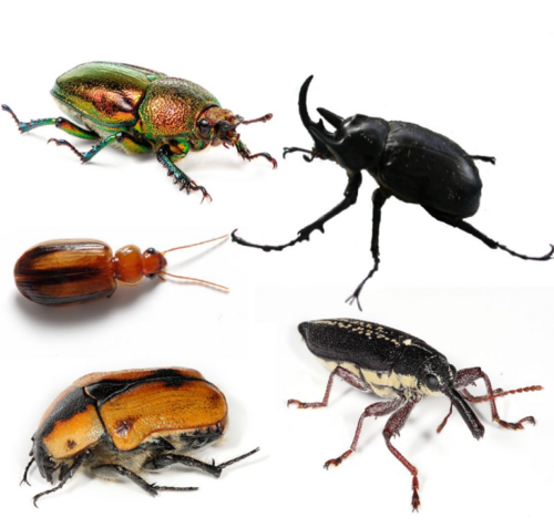 beetle