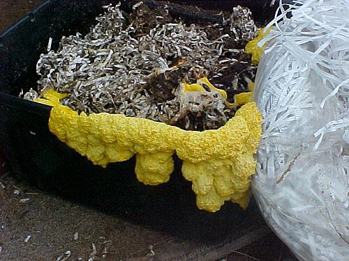 biodegradable