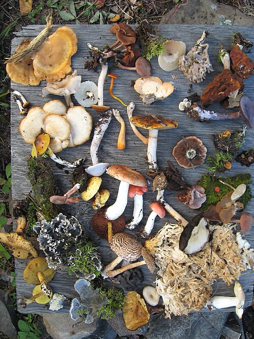 biodiversity