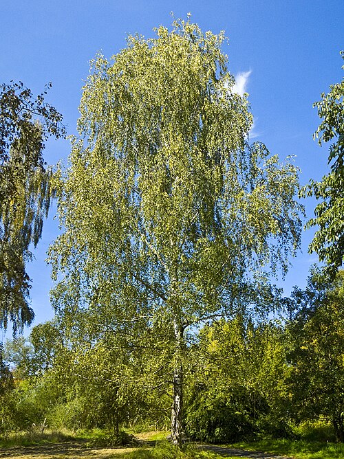 birch