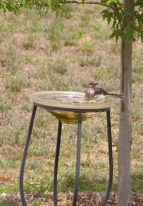 birdbath