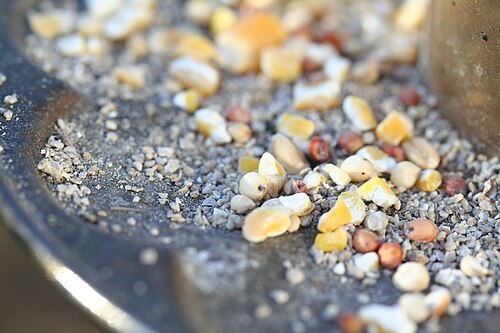 birdseed