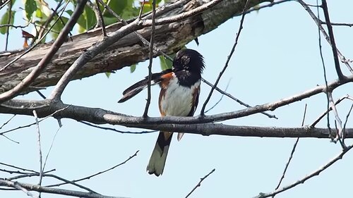 birdsong