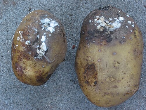 blight