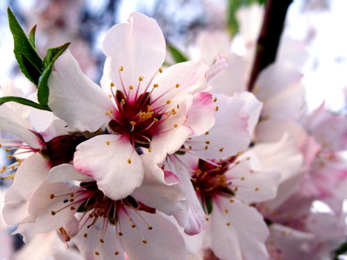 blossom