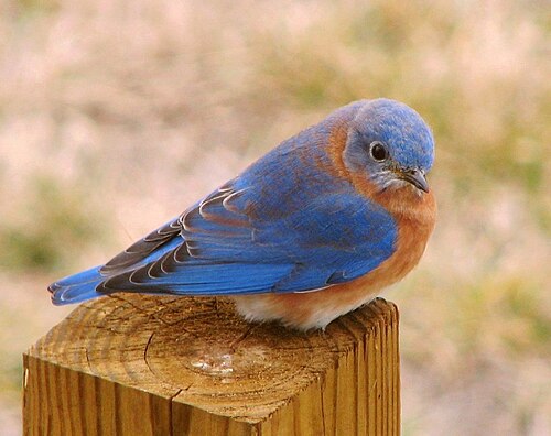 bluebird