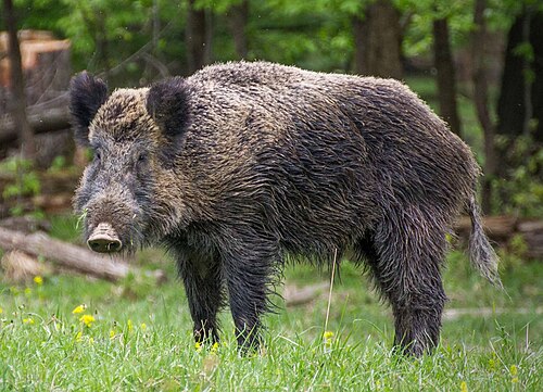 boar