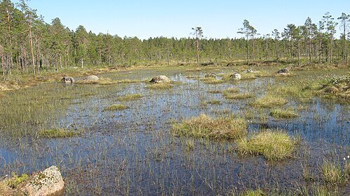 boggy